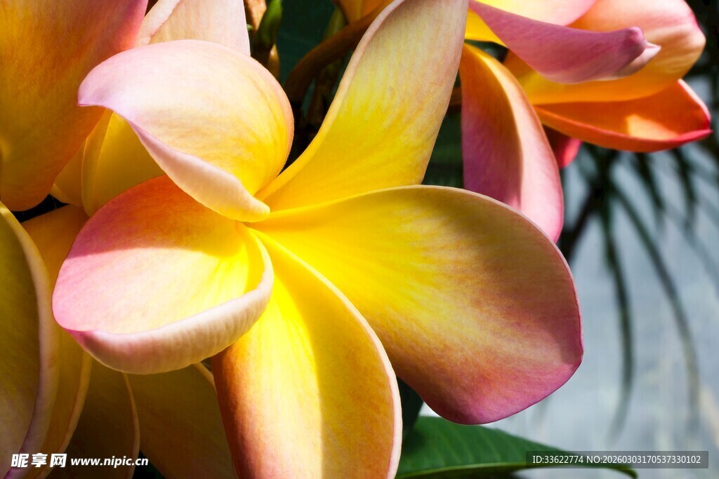 娇艳鸡蛋花绽放