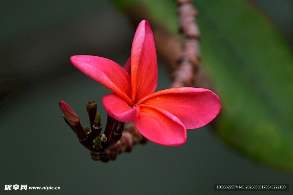 娇艳红鸡蛋花绽放枝头