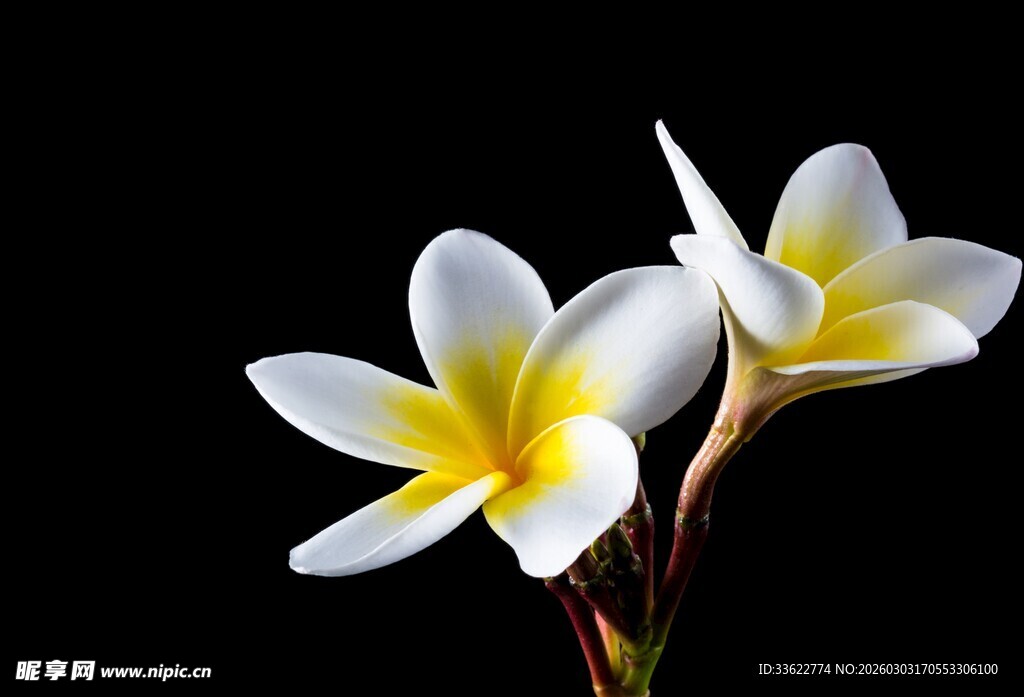 两朵绽放的白色鸡蛋花