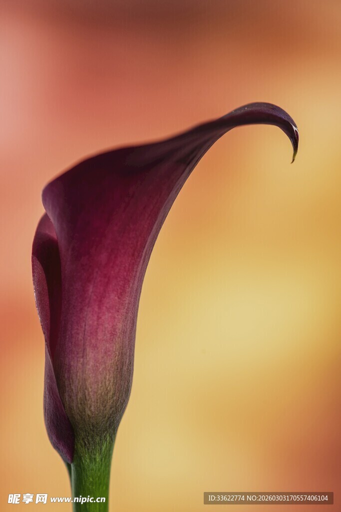 紫色马蹄莲特写