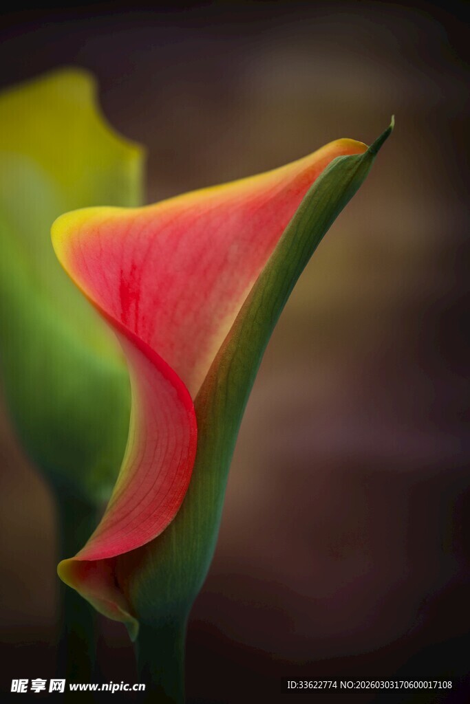 艳丽马蹄莲特写