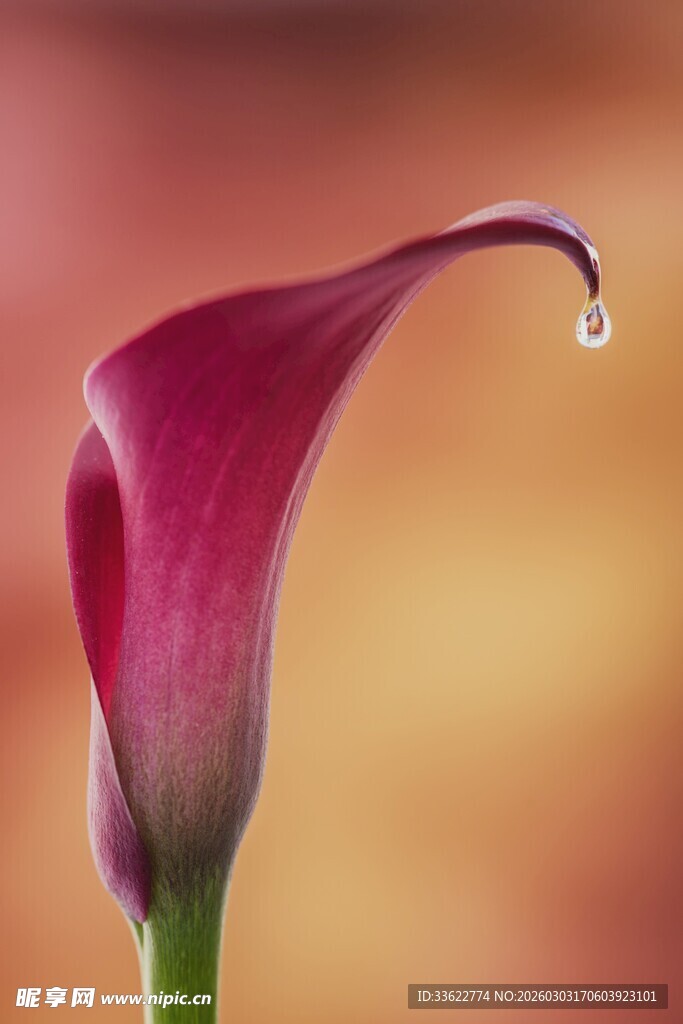 娇艳马蹄莲水珠挂花瓣