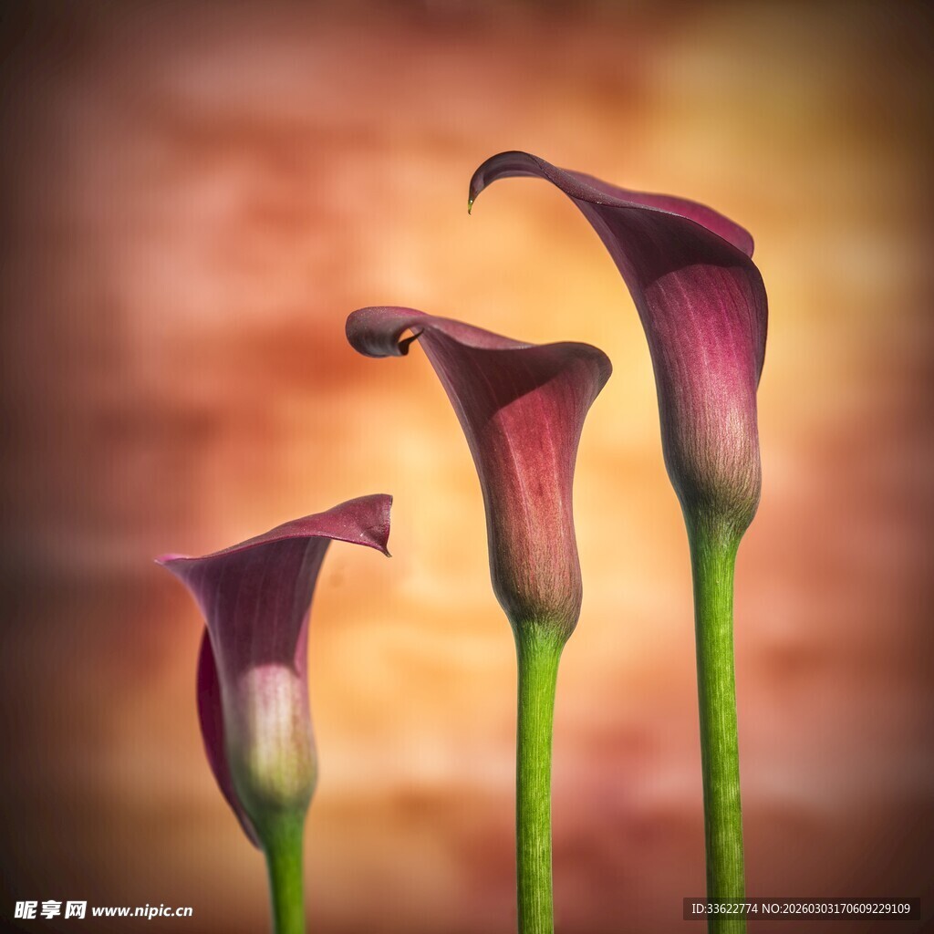 三朵紫色马蹄莲特写