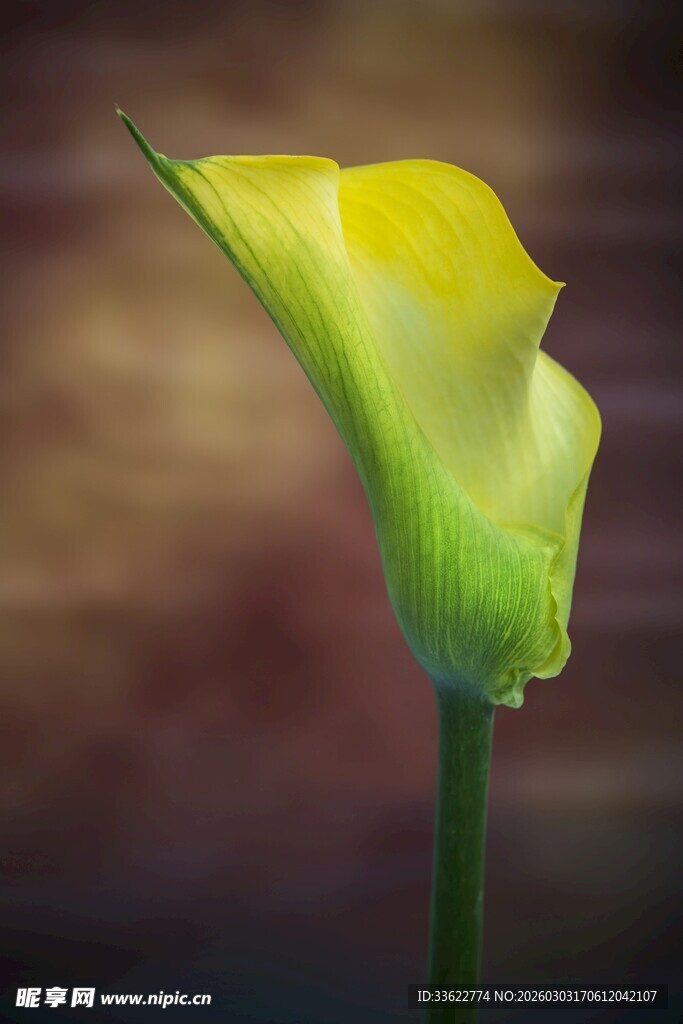 黄色马蹄莲特写