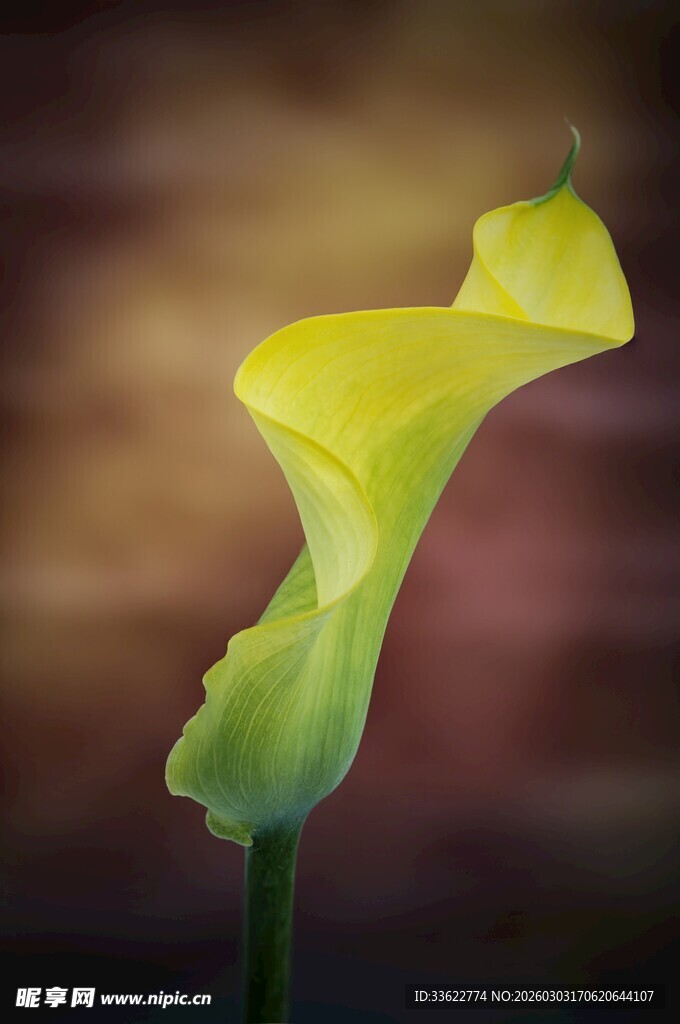 黄色马蹄莲特写
