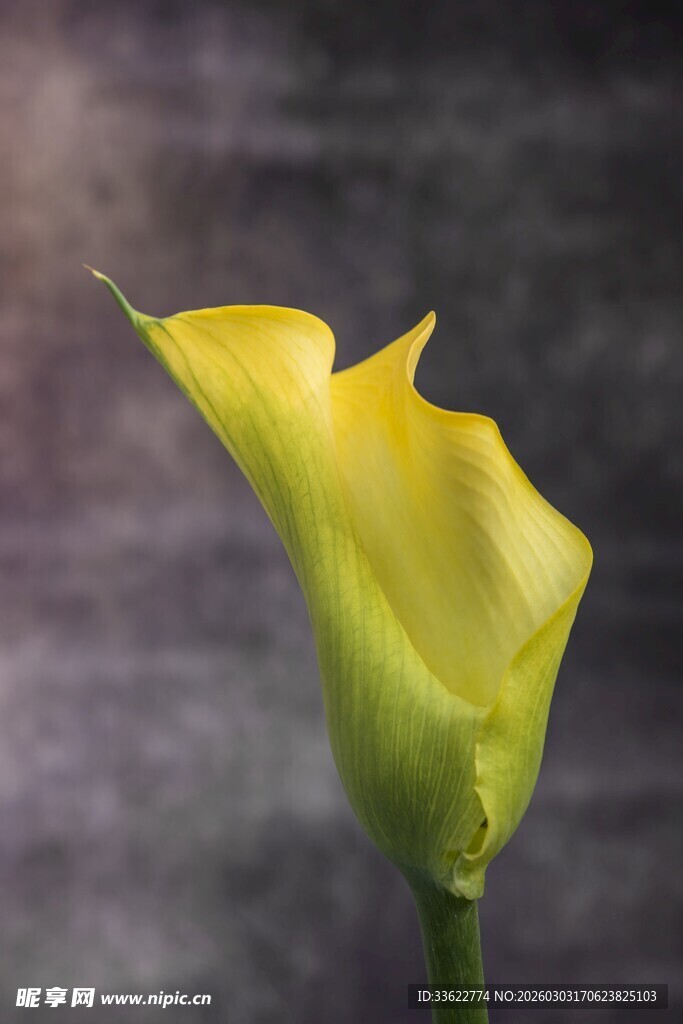 黄色马蹄莲单朵特写