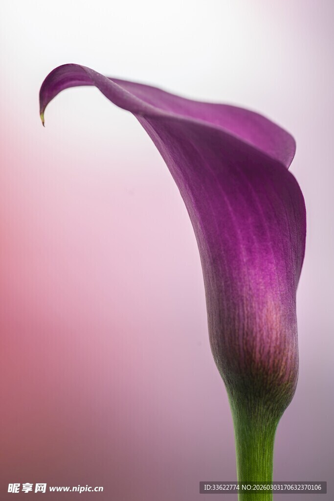 紫色马蹄莲特写