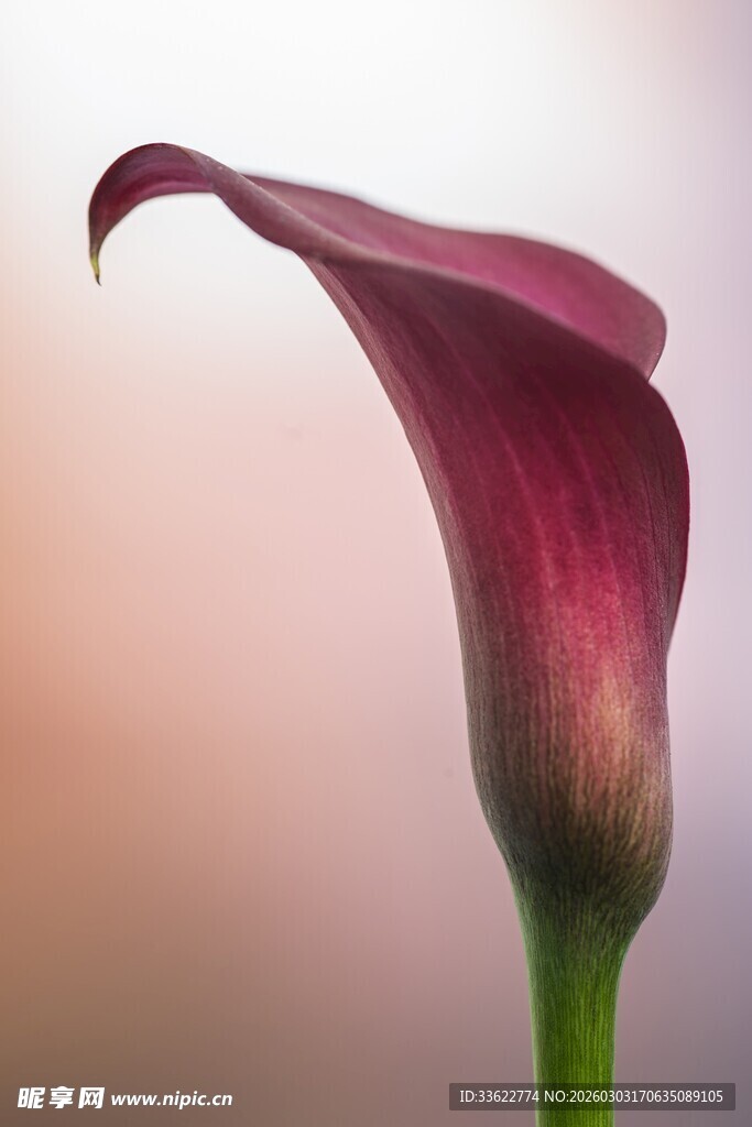 紫红色马蹄莲特写