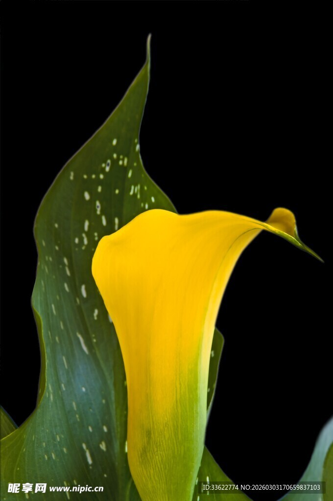 黄色马蹄莲特写