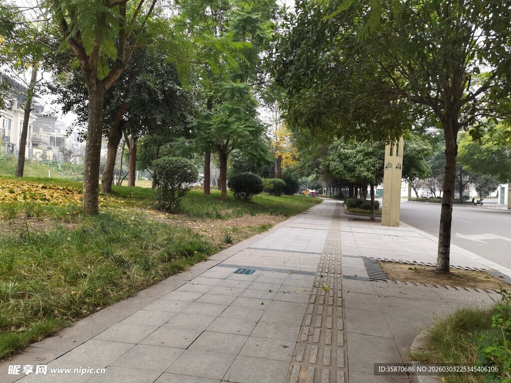 林荫小道静谧的城市一角