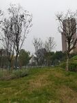 城市中的草地与树木景观