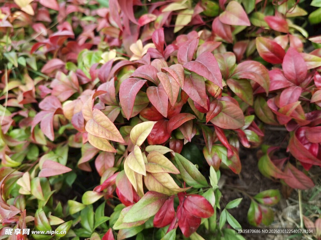 多彩斑斓的红叶植物