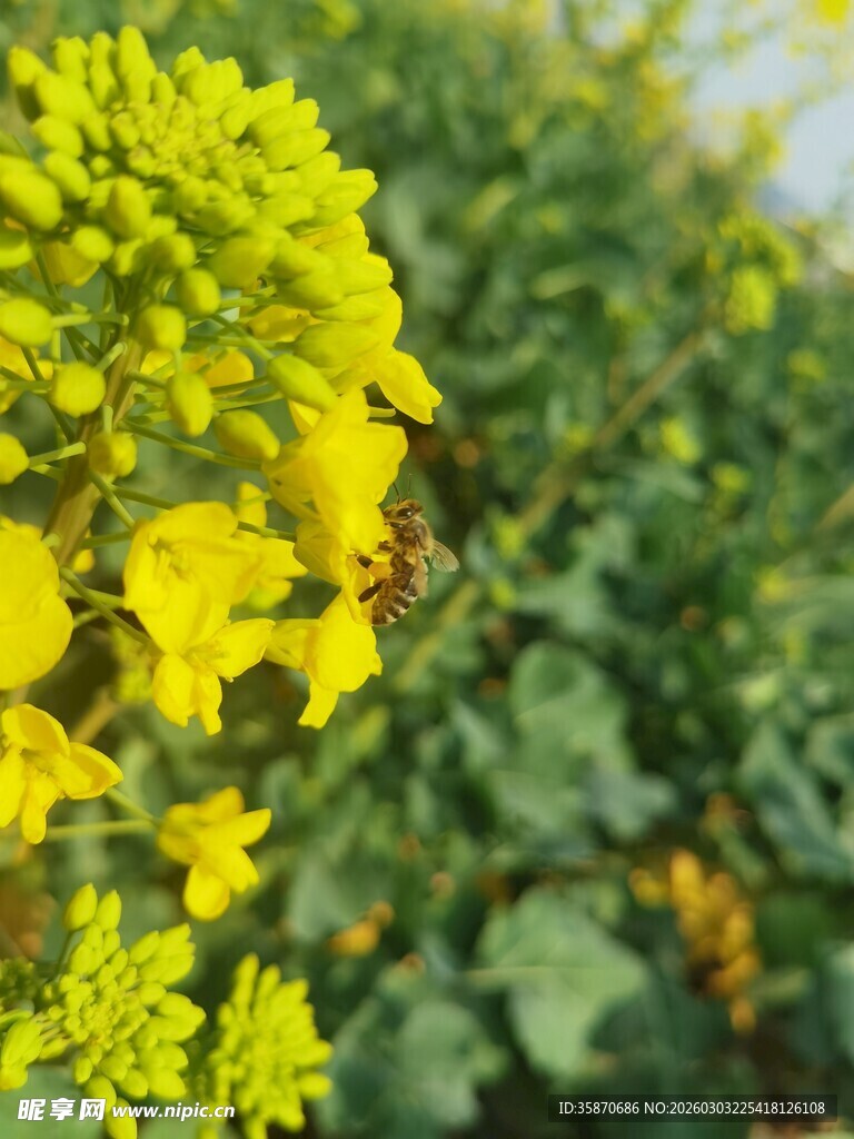 金黄油菜花绽放