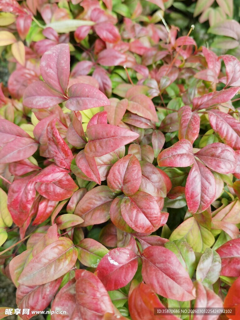 多彩斑斓的观叶植物