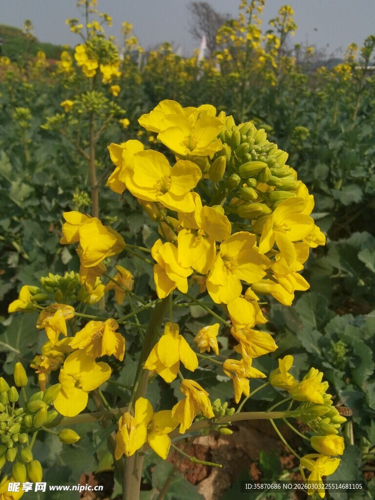 金黄灿烂的油菜花绽放