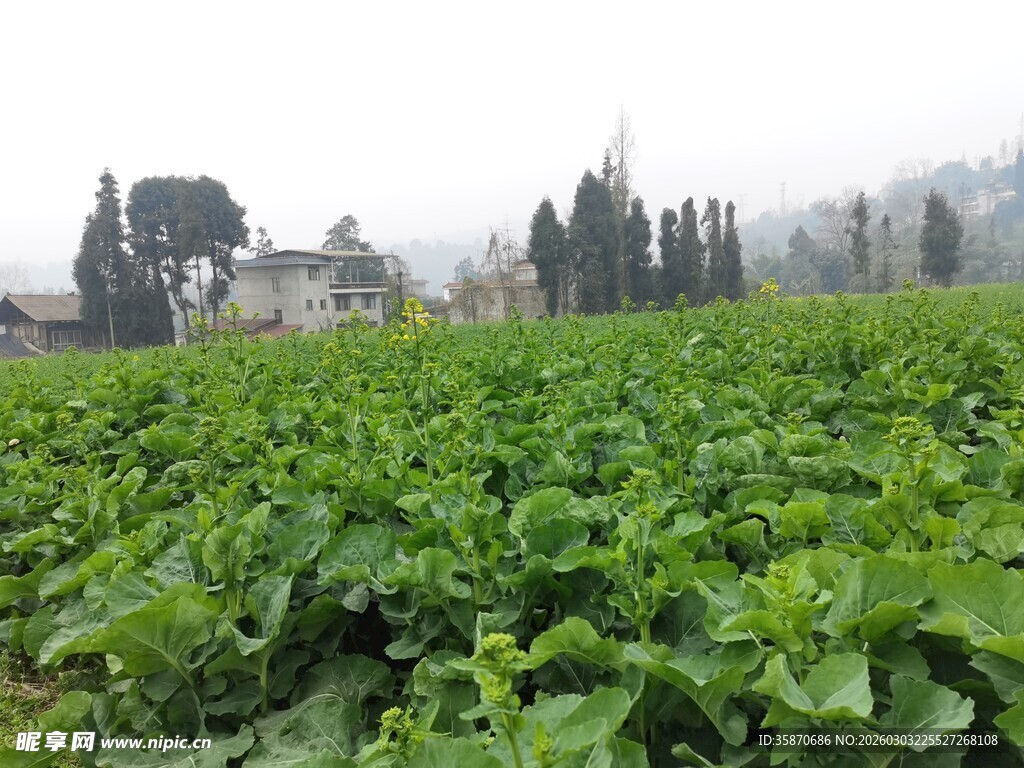 绿色蔬菜田田园风光美