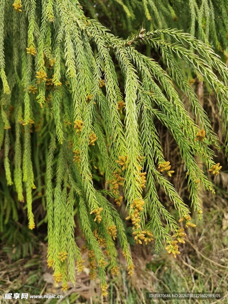 翠绿繁茂的枝叶植物