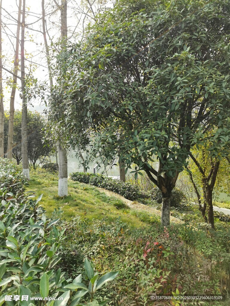 林间绿意盎然的自然景致