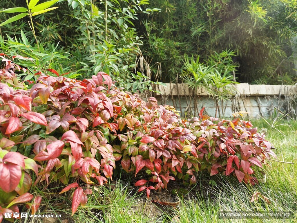 红叶植物自然中的绚丽景致