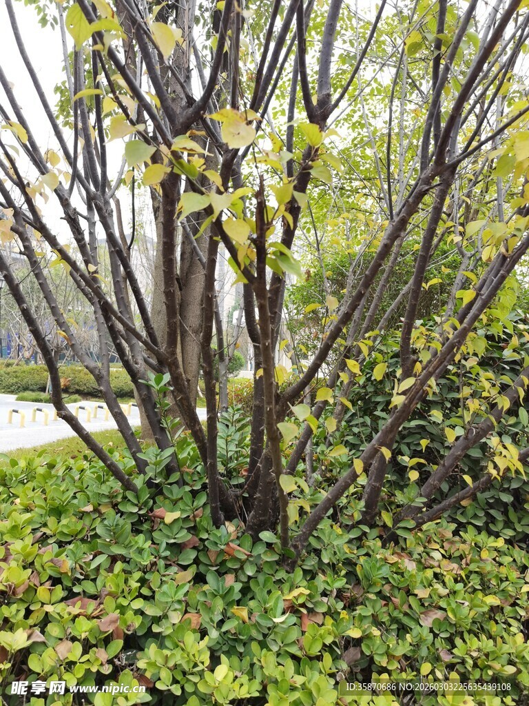 春日灌木与繁茂绿植景观