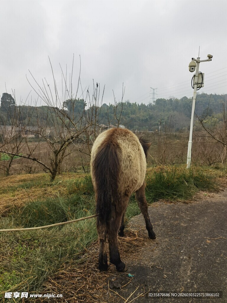 乡间小路上的独行骏马