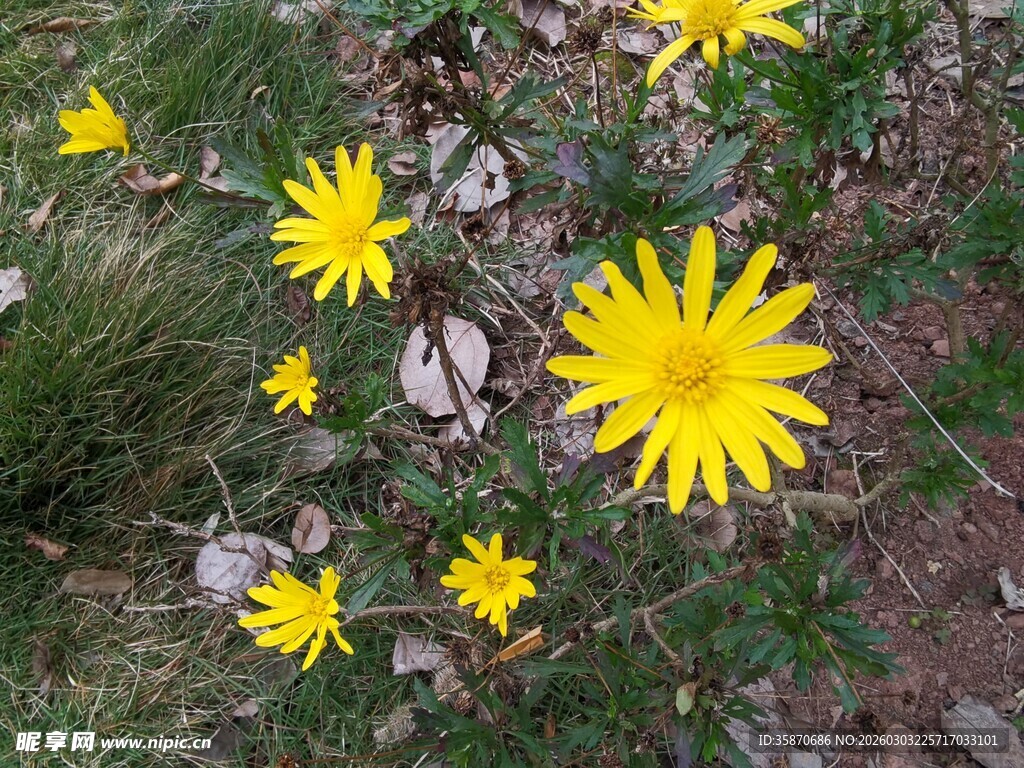 草地上的黄色小花