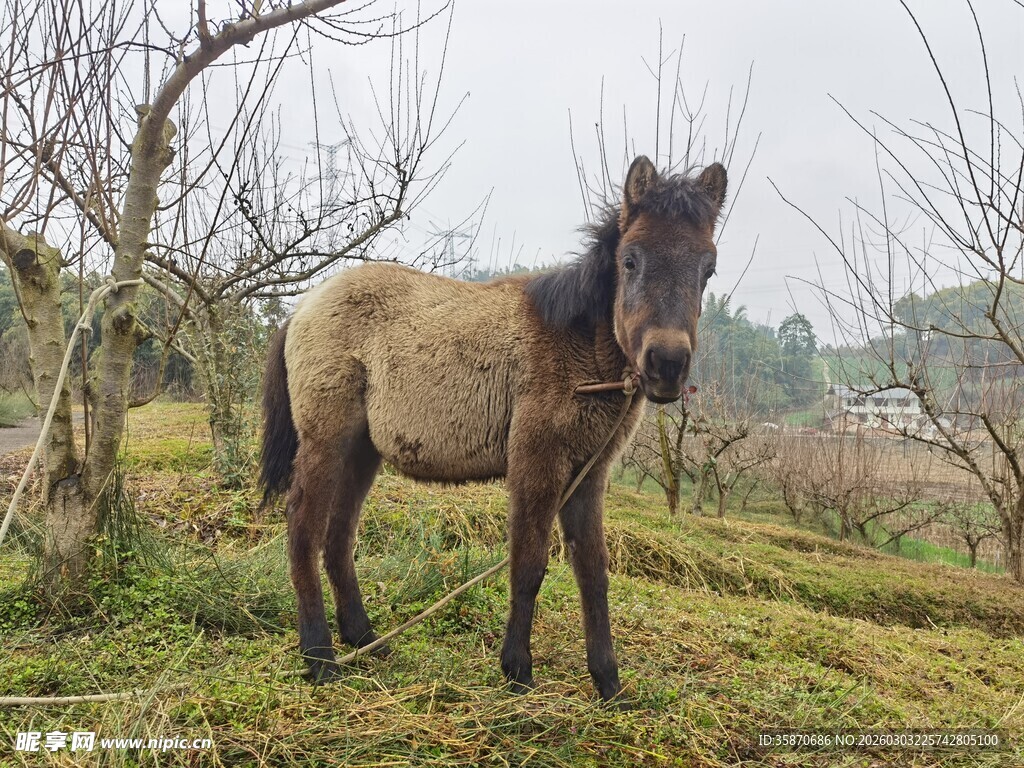 田野中的独立小马