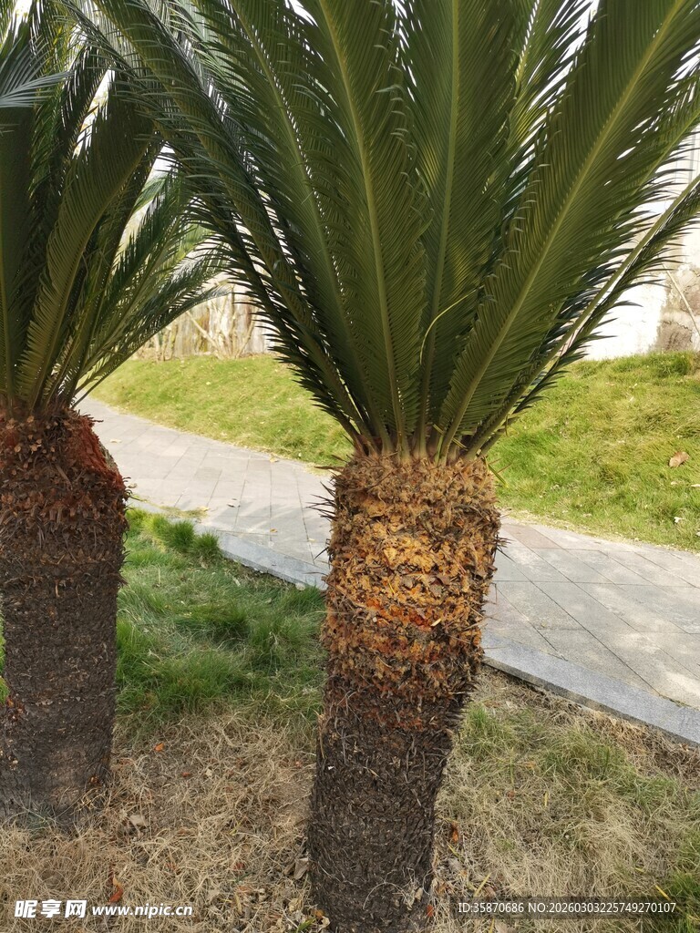 路边的两株苏铁树