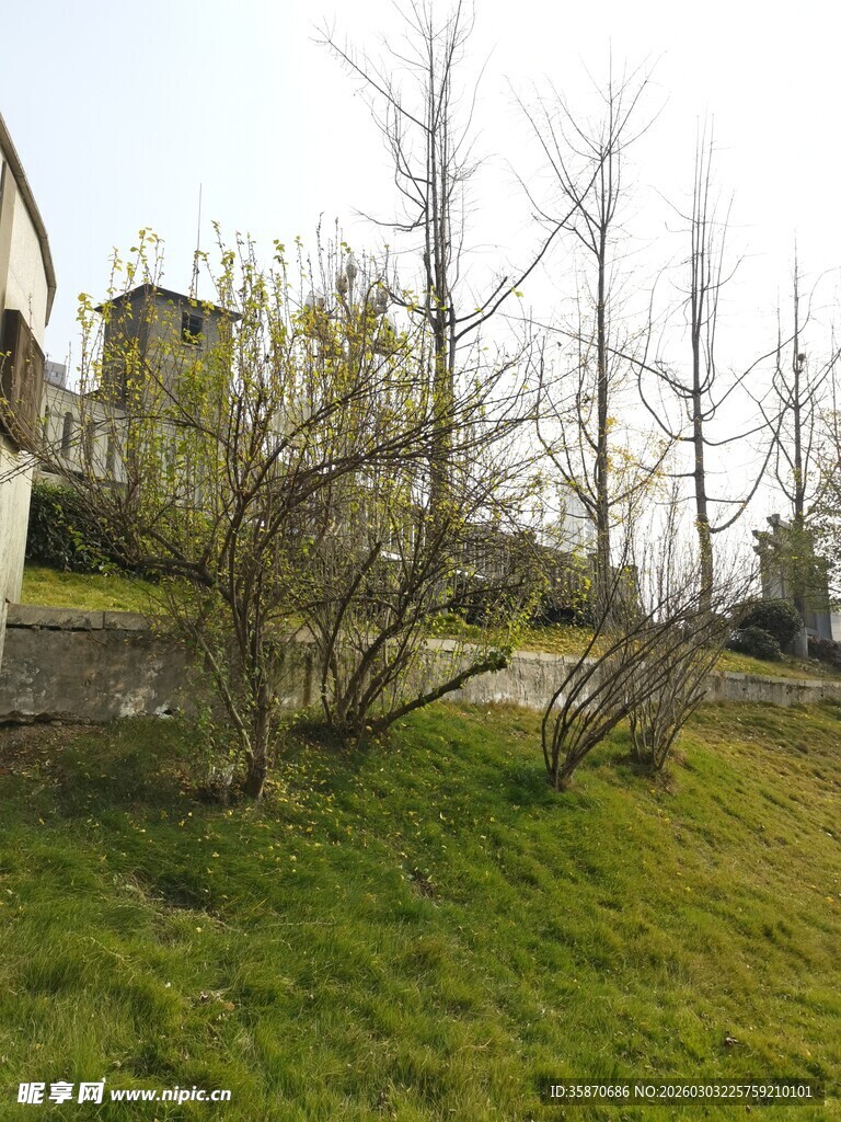 春日草地旁的光秃树木