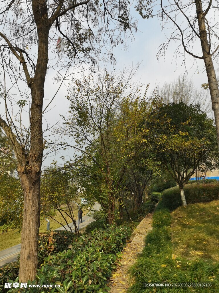 林间小径的自然景致