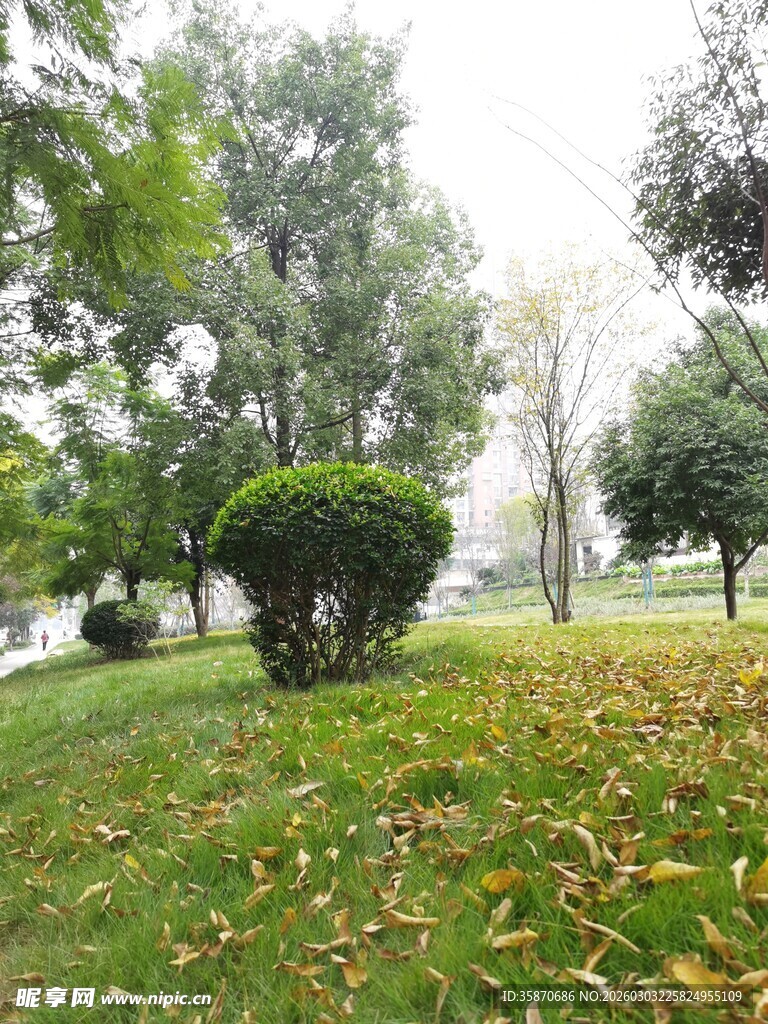秋日公园草地与绿植景致