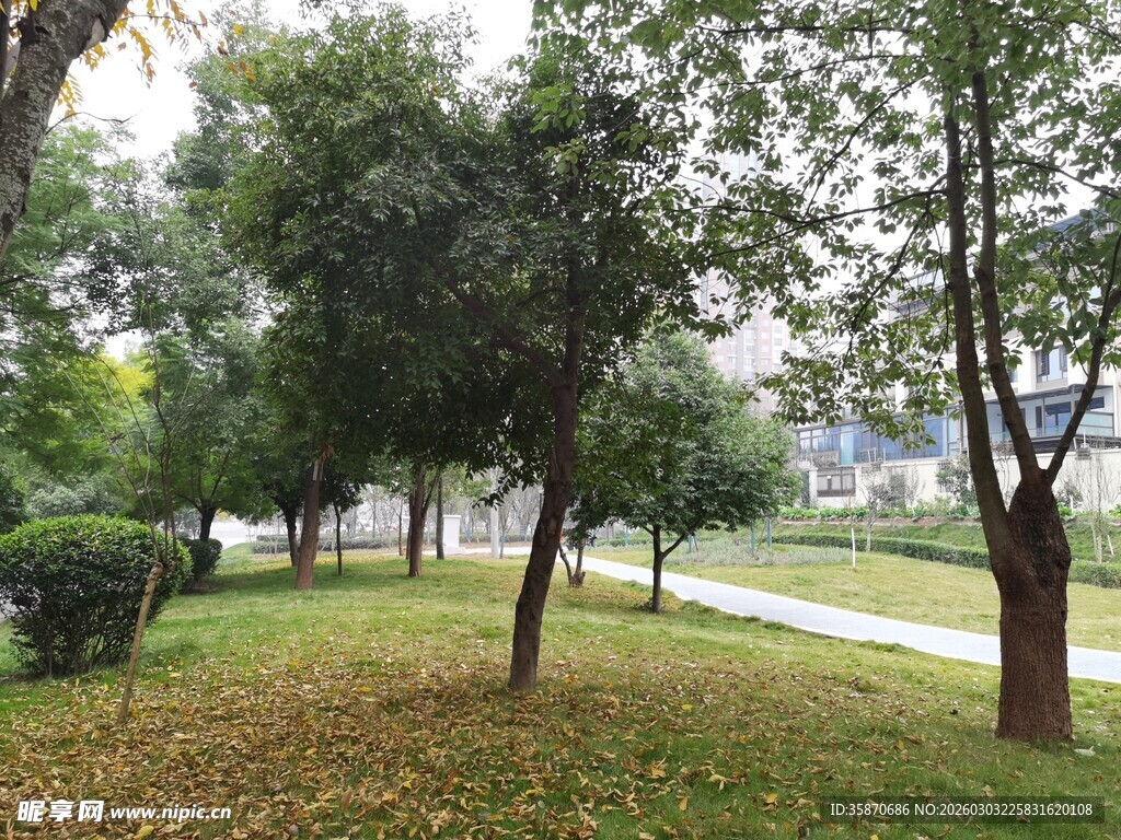 秋日公园绿树成荫景致