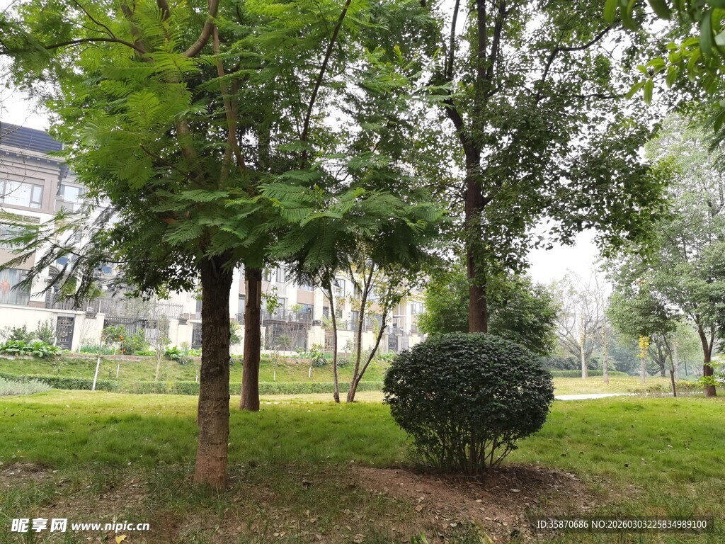 公园绿树成荫的景致