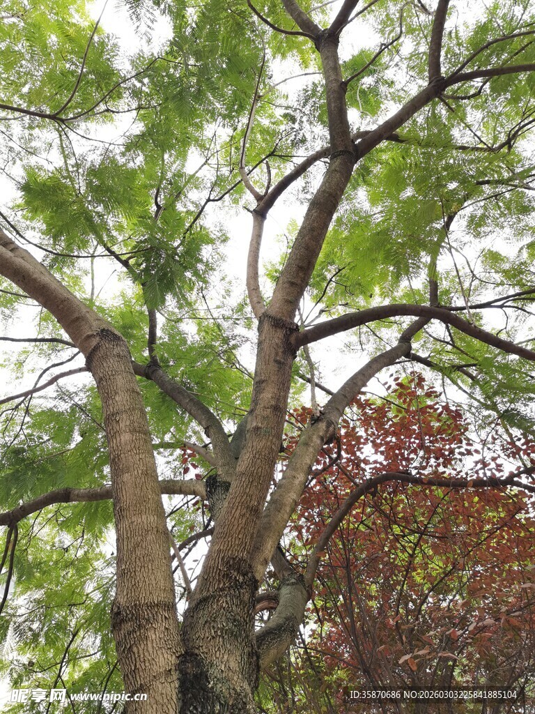 繁茂大树展现盎然生机