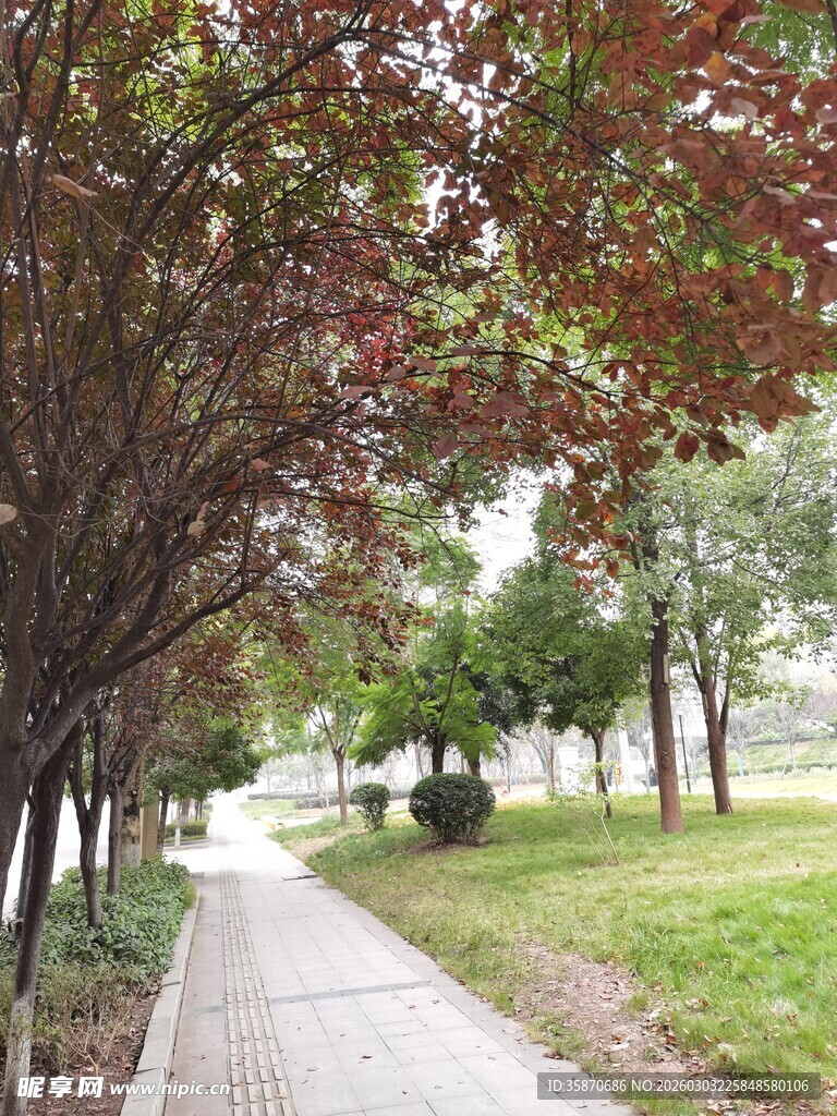 林荫小道秋日静谧风光