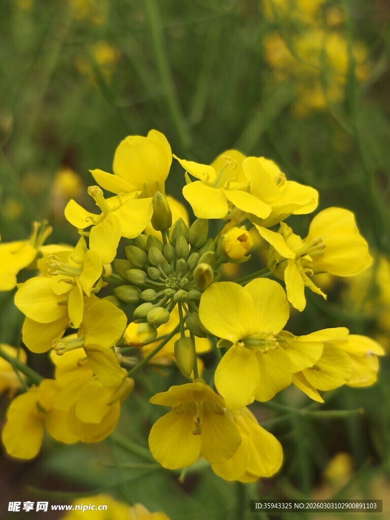 绽放的黄色油菜花