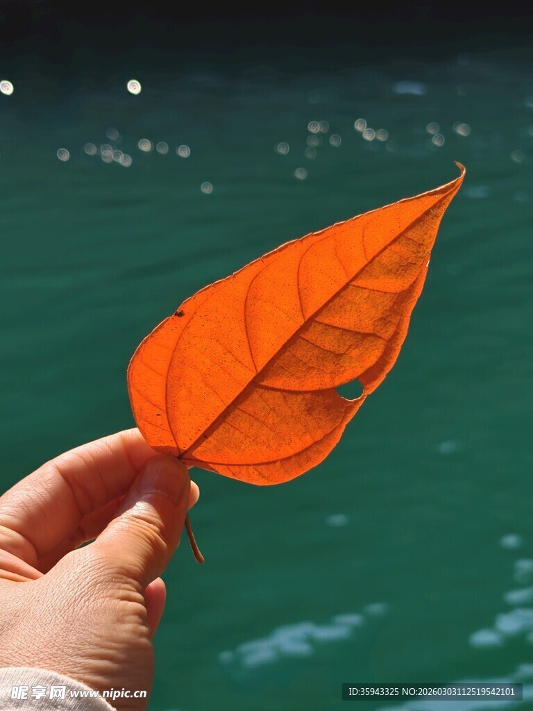 手持橙叶于水边