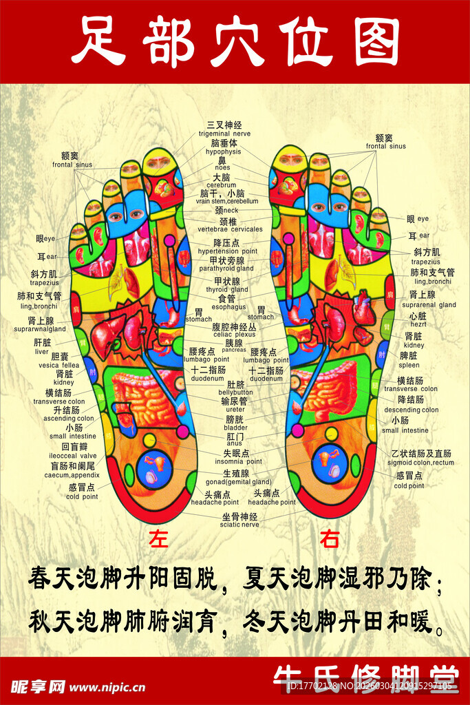 足部穴位图示详解
