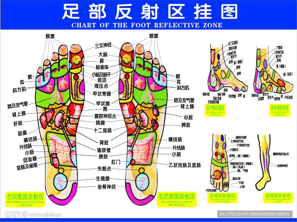 足部反射区详细示意图