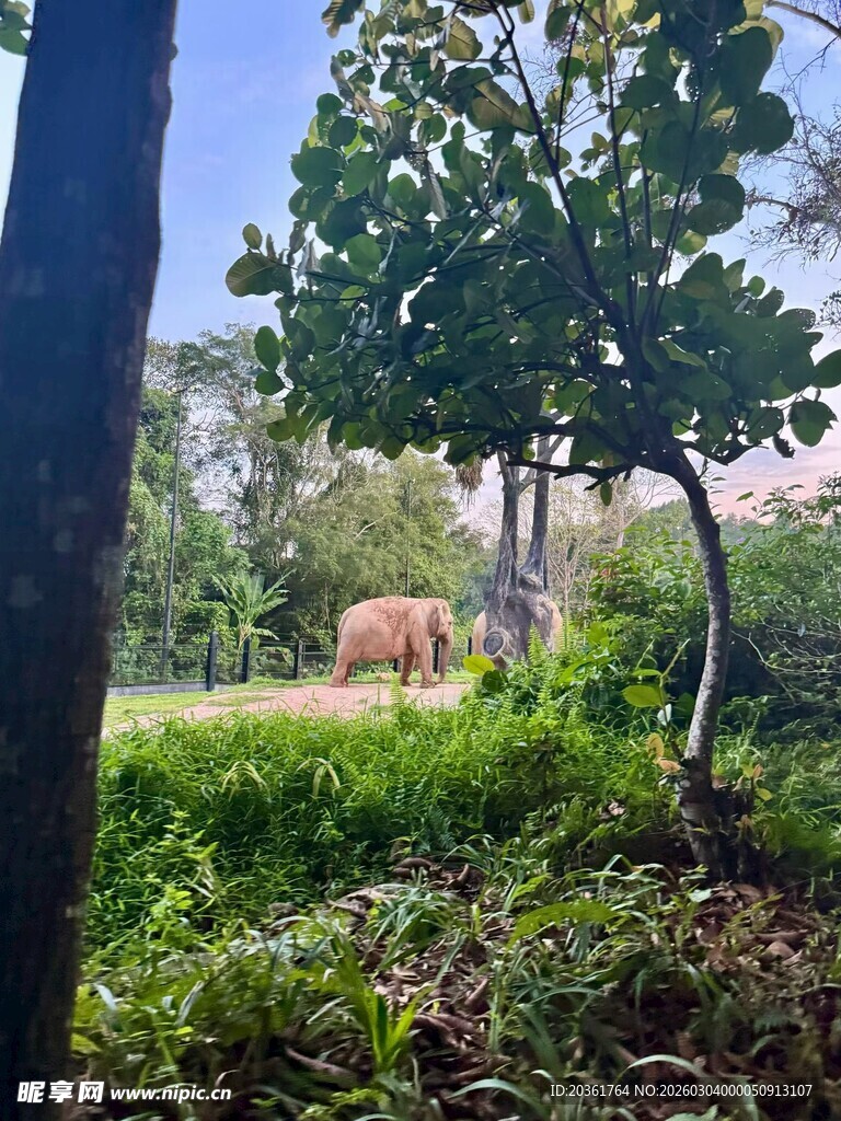 林间草地的悠闲动物