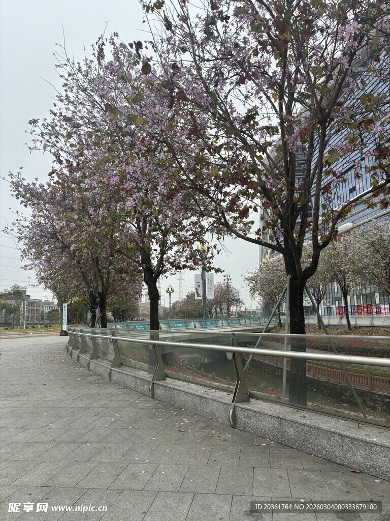 路边绽放的美丽樱花树