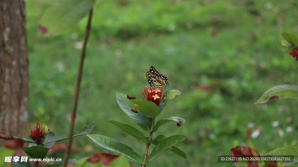 绿叶间的蝴蝶与红果