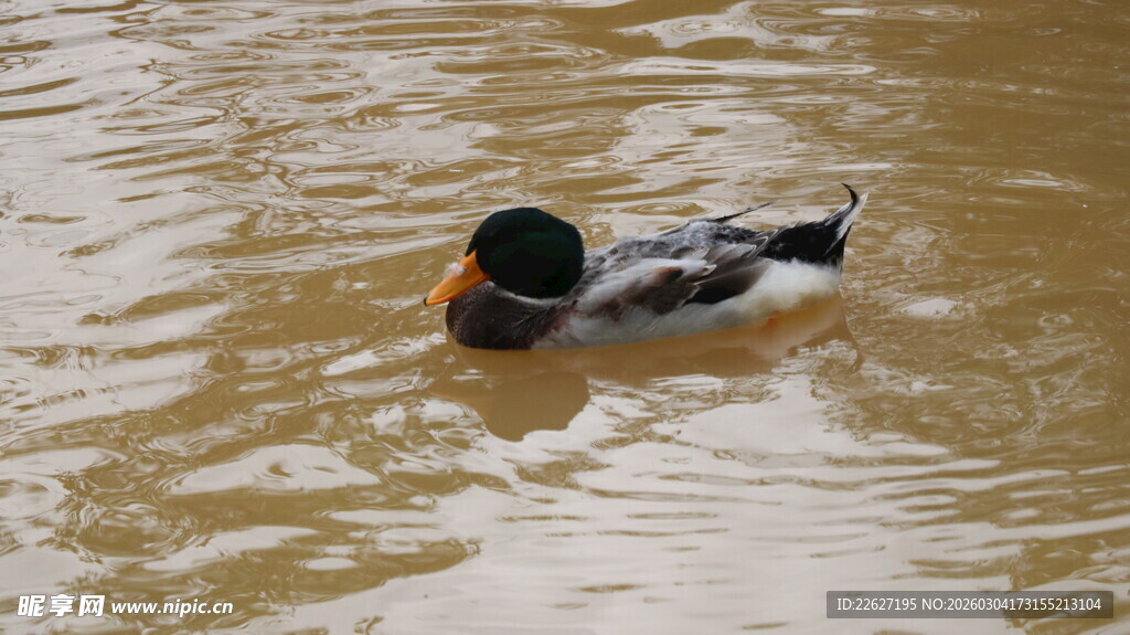 水中游弋的绿头鸭
