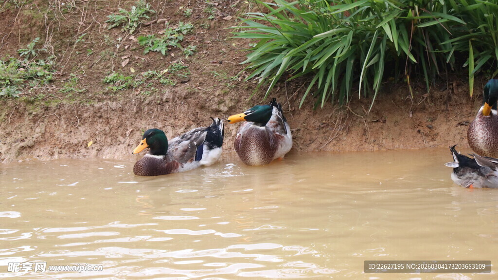 泥塘边的鸭子