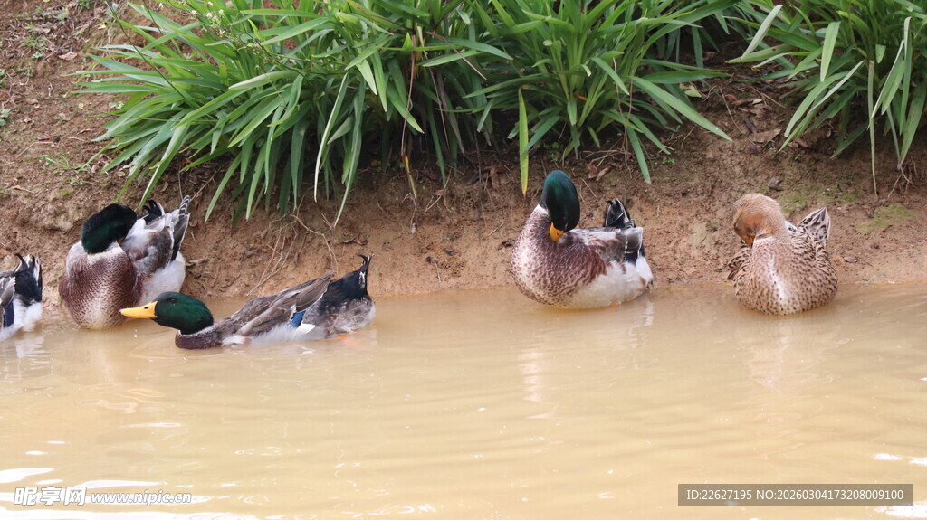 岸边戏水的鸭群