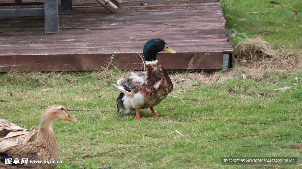 草地上的几只鸭子