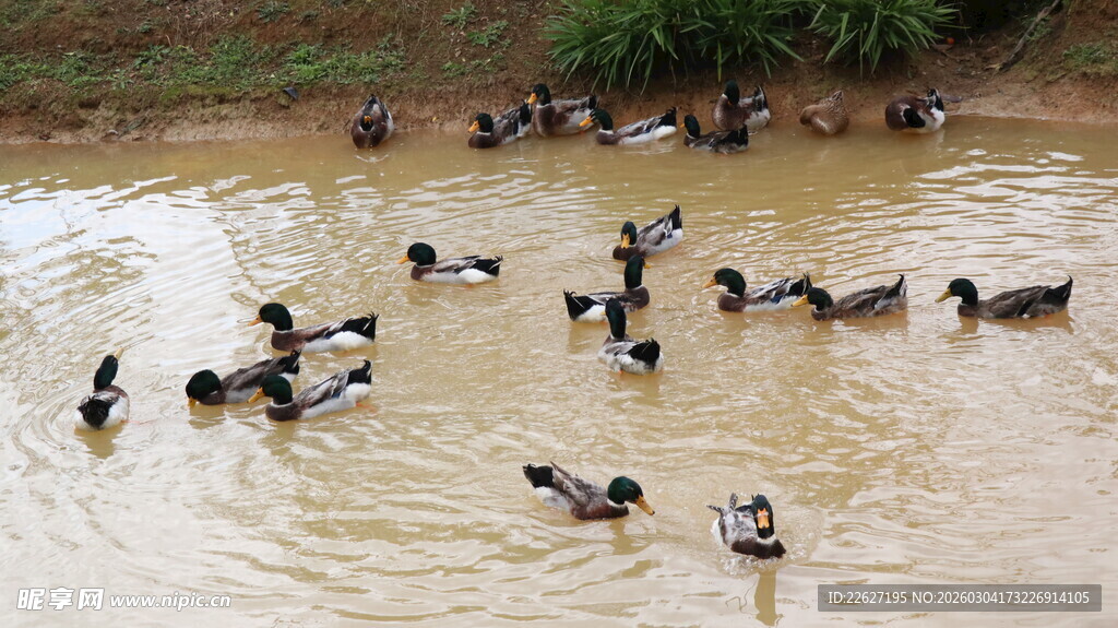 群鸭嬉戏于浅水池塘