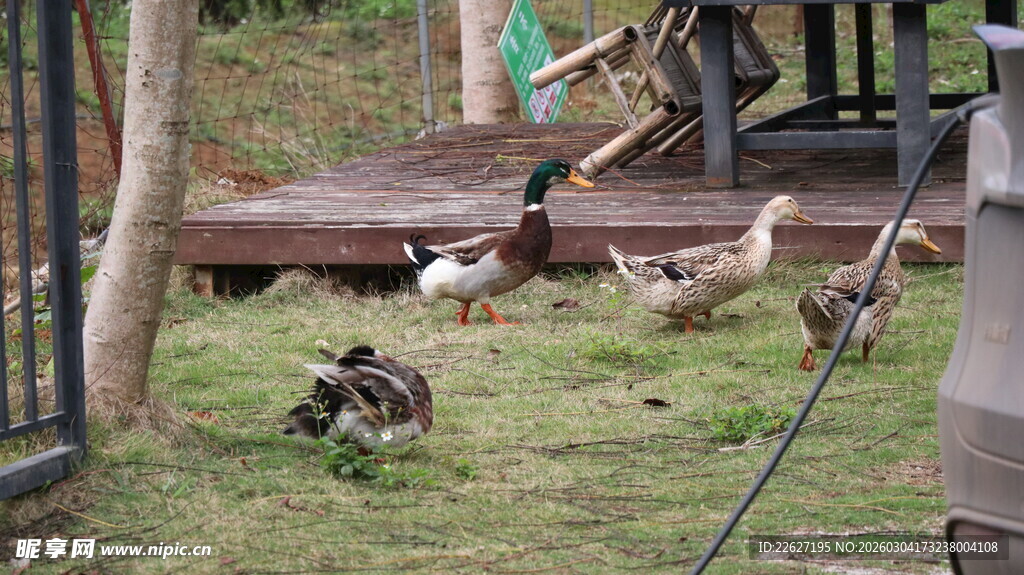 庭院中漫步的一群家禽