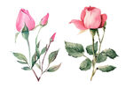 水彩玫瑰