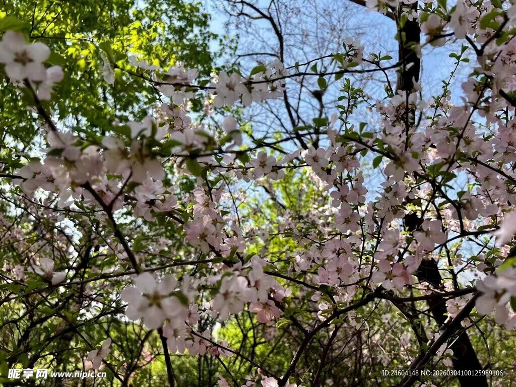 春日繁花满枝的烂漫景象
